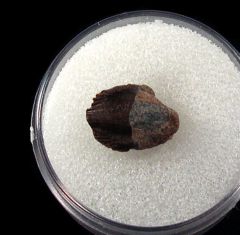 Nice juvenile Triceratops tooth for sale | Buried Treasure Fossils