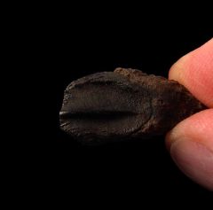 Top quality juvenile Triceratops tooth for sale | Buried Treasure Fossil
