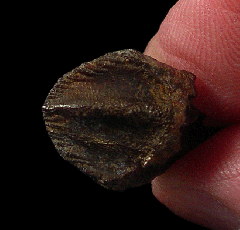 Ingested juvenile Triceratops dinosaur tooth for sale | Buried Treasure Fossils
