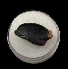 Juvenile Triceratops horridus tooth for sale | Buried Treasure Fossils