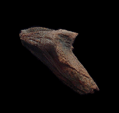 Real juvenile Triceratops dinosaur tooth for sale | Buried Treasure Fossils