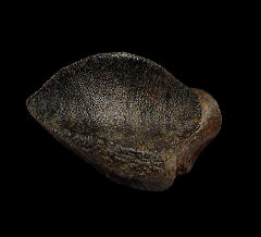 Juvenile Triceratops horridus tooth for sale | Buried Treasure Fossils