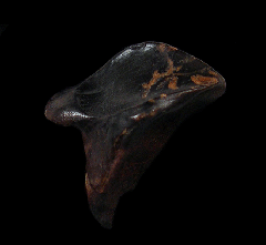 Big Triceratops horridus tooth for sale | Buried Treasure Fossils