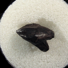 Juvenile Triceratops dinosaur tooth for sale | Buried Treasure Fossils