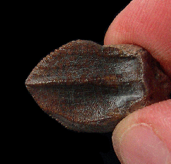 Top quality juvenile Triceratops tooth for sale | Buried Treasure Fossil