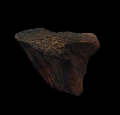 Big Triceratops spitter tooth for sale | Buried Treasure Fossils