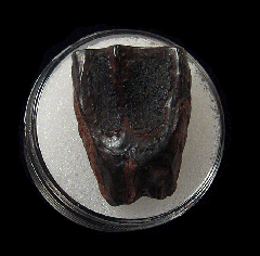 Montana Triceratops spitter tooth | Buried Treasure Fossils