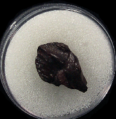 Triceratops spitter tooth | Buried Treasure Fossils