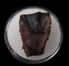 Montana Triceratops spitter tooth | Buried Treasure Fossils