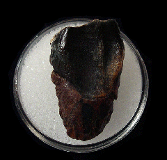 Montana Triceratops spitter tooth | Buried Treasure Fossils
