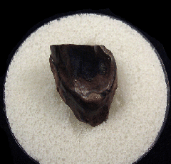 Big Triceratops shed tooth | Buried Treasure Fossils