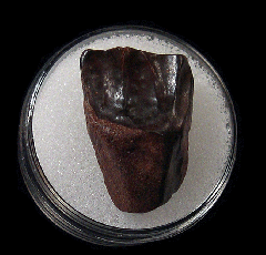 Triceratops spitter dinosaur tooth for sale | Buried Treasure Fossils
