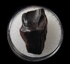 Montana Triceratops spitter tooth | Buried Treasure Fossils