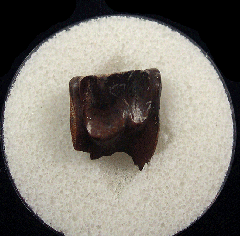 Triceratops spitter dinosaur tooth for sale | Buried Treasure Fossils