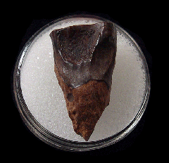 Montana Triceratops spitter tooth | Buried Treasure Fossils