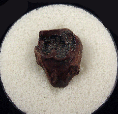 Hell Creek Triceratops spitter tooth | Buried Treasure Fossils