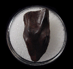 Montana Triceratops spitter tooth | Buried Treasure Fossils
