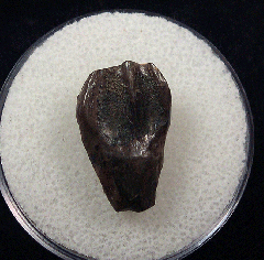 Big Triceratops shed tooth | Buried Treasure Fossils