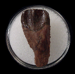 Montana Triceratops spitter tooth | Buried Treasure Fossils