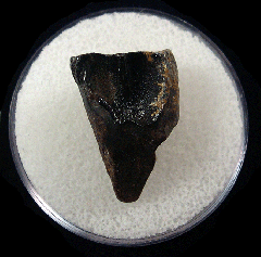 Triceratops shed tooth
