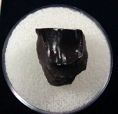 Triceratops shed tooth