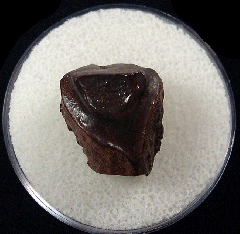 Triceratops shed tooth