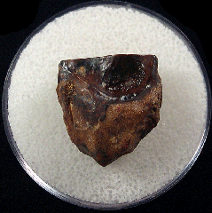 Triceratops shed tooth