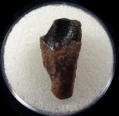 Triceratops shed tooth