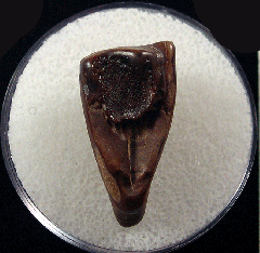 Triceratops shed tooth