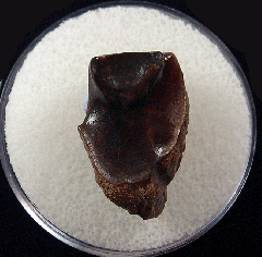 Triceratops shed tooth