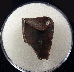 Triceratops shed tooth