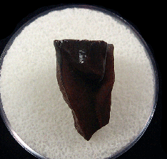 Triceratops shed tooth