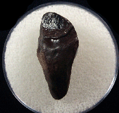 Triceratops shed tooth