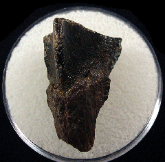 Montana Triceratops spitter tooth | Buried Treasure Fossils