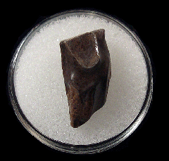 Montana Triceratops spitter tooth | Buried Treasure Fossils