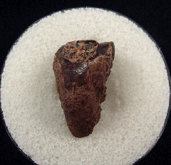 Montana Triceratops spitter tooth | Buried Treasure Fossils