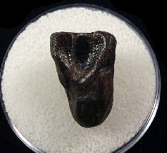 Triceratops shed tooth