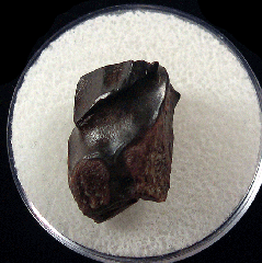 Montana Triceratops spitter tooth | Buried Treasure Fossils