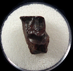 Triceratops shed tooth