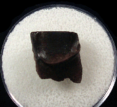 Triceratops shed tooth