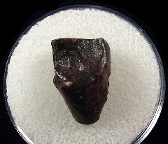 Triceratops shed tooth