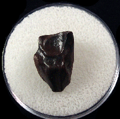 Triceratops shed tooth