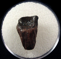 Triceratops shed tooth