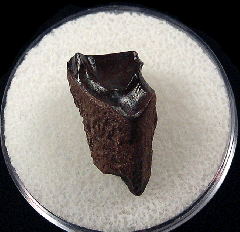 Triceratops shed tooth