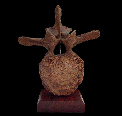 Large Triceratops vertebra for sale