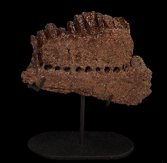 Triceratops mandible section for sale | Buried Treasure Fossils