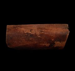 Triceratops Rib Bone Section