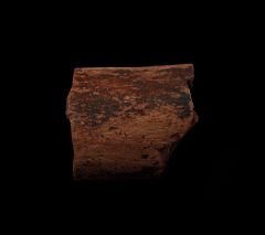 Triceratops rib bone for sale | Buried Treasure Fossils