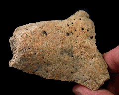 Hell Creek Triceratops frill section for sale | Buried Treasure Fossils