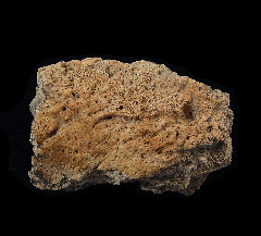 Triceratops frill section for sale | Buried Treasure Fossils